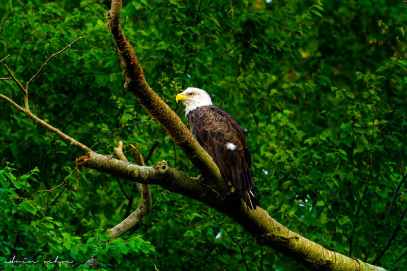 Bald Eagle