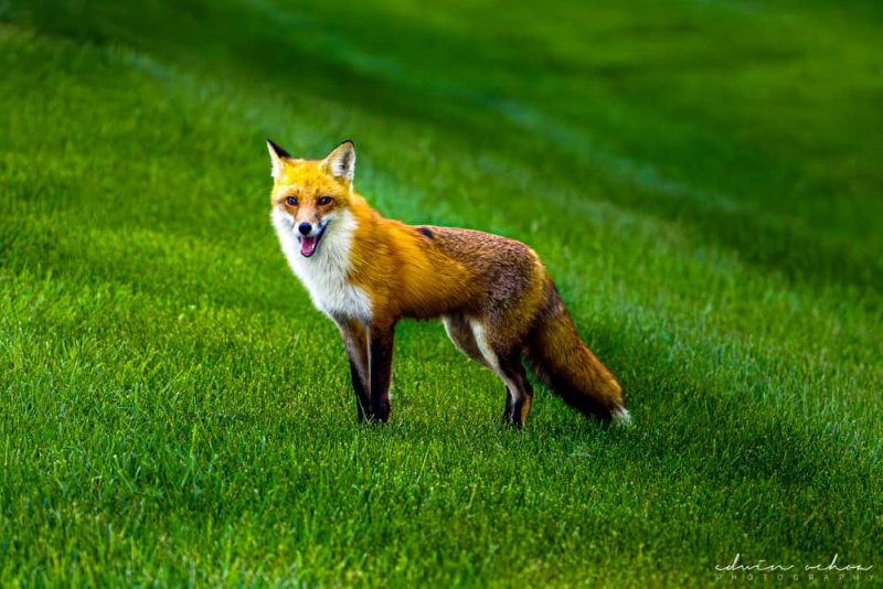 Fox