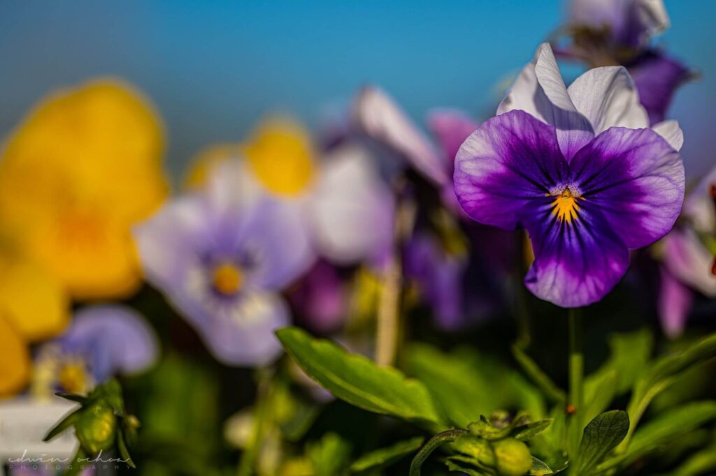 Plant Nursery