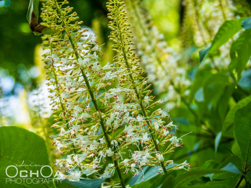 Longwood Gardens